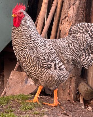 Gallo