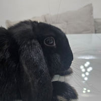 Coniglio mini lop nano originale femmina