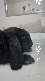 Coniglio mini lop nano originale femmina