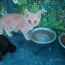Gattini