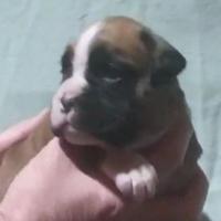 Boxer cuccioli