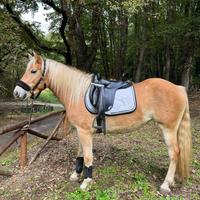 Cavalla haflinger 4 anni