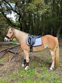 Cavalla haflinger 4 anni