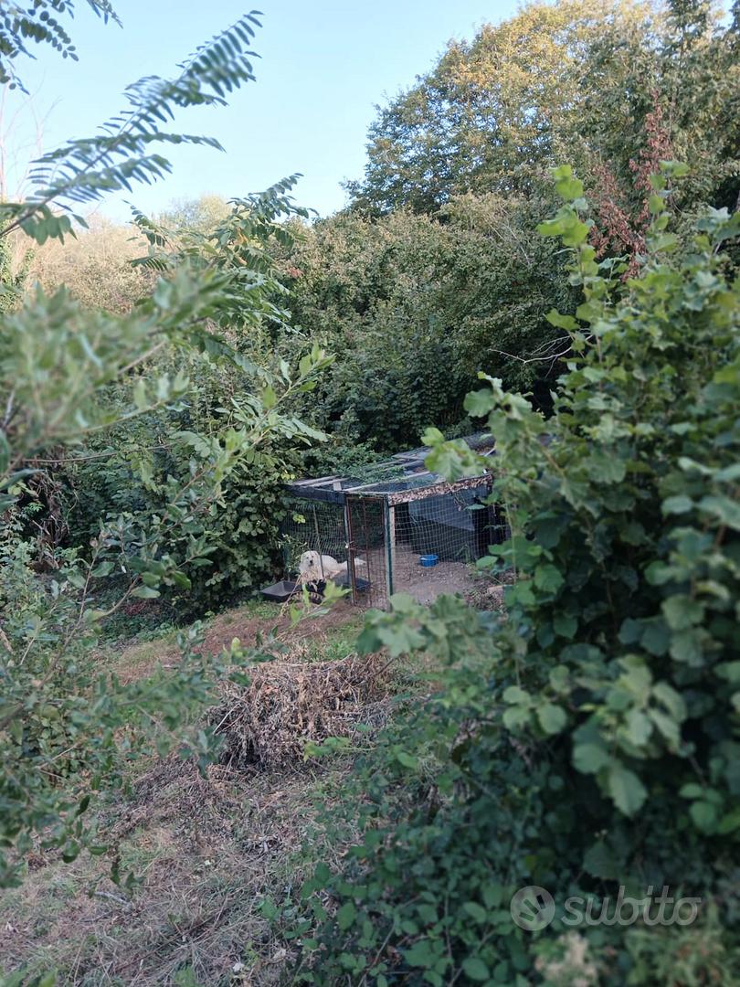 Terreno a Vitorchiano loc. Poggio Pasquale - Vista 3