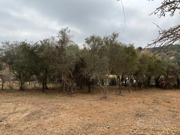 Terreno agricolo e uliveto a Passignano