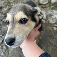 Cucciola in ADOZIONE ADOZIONE