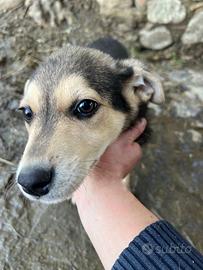 Cucciola in ADOZIONE ADOZIONE
