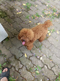 Barboncino monta enci