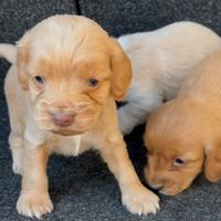 Simil cocker spaniel