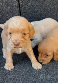 Simil cocker spaniel