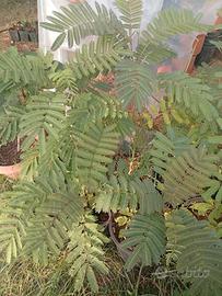 pianta alberello albizia 