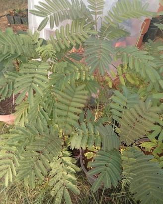 pianta alberello albizia 