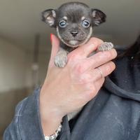 Cuccioli chihuhua