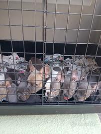 Cuccioli di bulldog francese