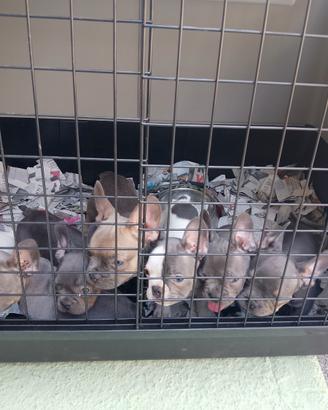Cuccioli di bulldog francese