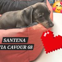 Bassotto blu femmina tre mesi