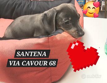 Bassotto blu femmina tre mesi