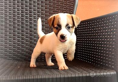 Jack Russell cuccioli