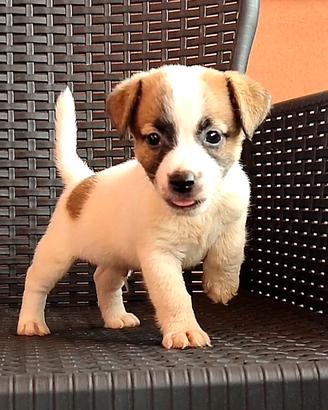 Jack Russell cuccioli