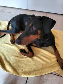 Dobermann femmina