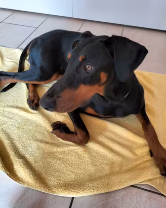 Dobermann femmina