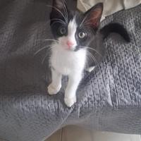 Adozione cucciolo gatto maschio