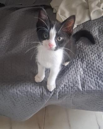 Adozione cucciolo gatto maschio