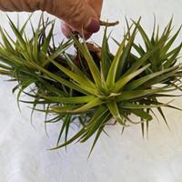 pianta di tillandsia aeranthos