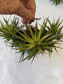 pianta di tillandsia aeranthos