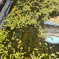 Lemna minor (lenticchia d'acqua)