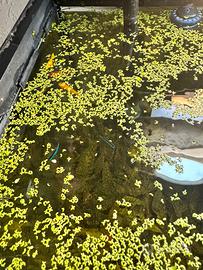 Lemna minor (lenticchia d'acqua)