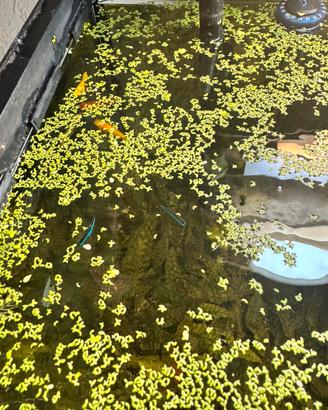 Lemna minor (lenticchia d'acqua)