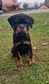 Cuccioli rottweiler alta genealogia