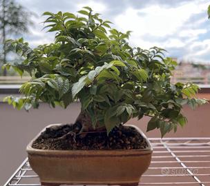 Bonsai Shohin Olmo Campestre (Ulmus Minor) Minore