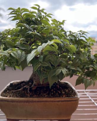 Bonsai Shohin Olmo Campestre (Ulmus Minor) Minore
