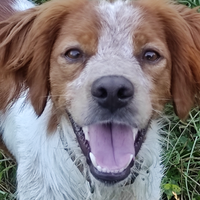 Breton maschio per monta