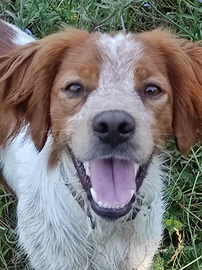 Breton maschio per monta