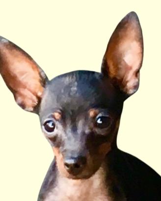 Maschietto pinscher toy per accoppiamento
