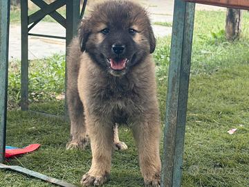 Cucciolo di pastore del Caucaso