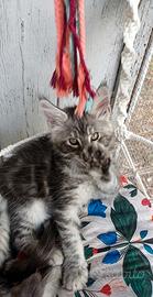 cucciolo di Maine Coon taglia xxl 