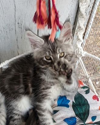 cucciolo di Maine Coon taglia xxl 