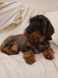 Bassotto a pelo duro