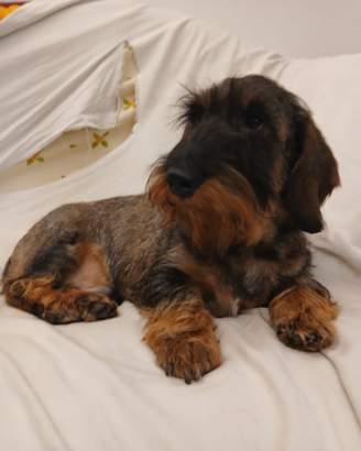 Bassotto a pelo duro