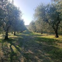 Terreno Uliveto Strada per Lavello