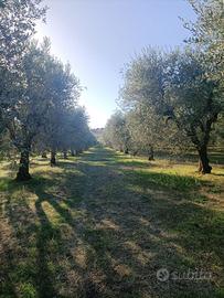 Terreno Uliveto Strada per Lavello
