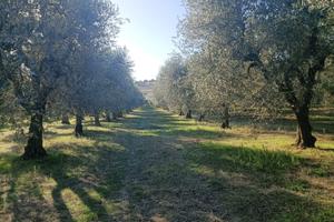 Terreno Uliveto Strada per Lavello