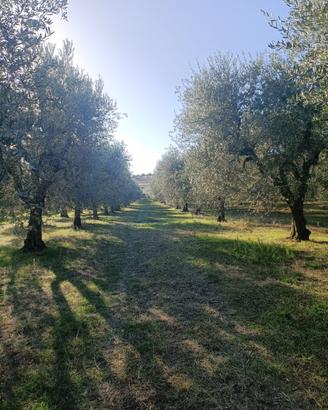 Terreno Uliveto Strada per Lavello