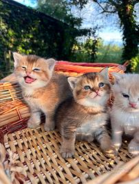 Cuccioli, gattini British Shorthair