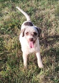 Lagotto romagnolo