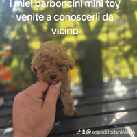 Barboncino mini toy p.r.e.n.o.t.a anche a r.a.t.e